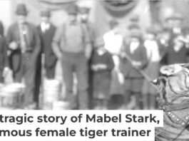 Mabel Stark tamed tigers – and even wrestled with them. Circus and Allied Arts Collection, Illinois State University's Special Collections, Milner Library